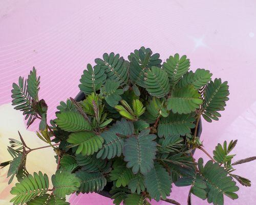 含羞草（生长环境、栽培技巧、繁殖方式、药用功效等）-第3张图片-绿意生活