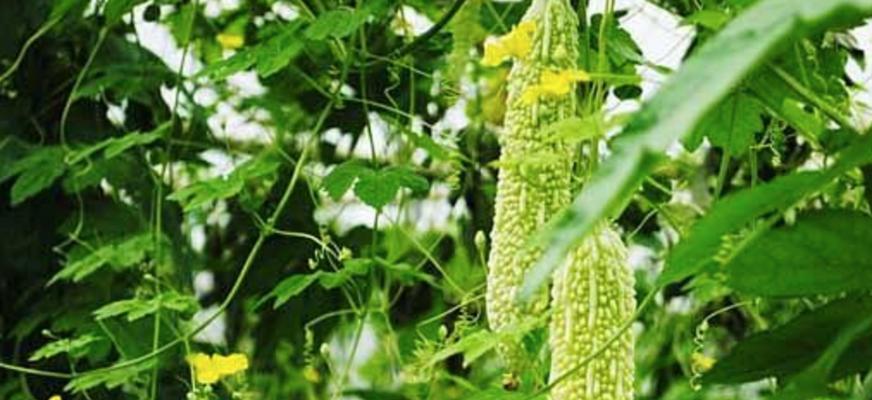 苦瓜的叶子（了解苦瓜叶子的健康益处和药用价值）-第2张图片-绿意生活