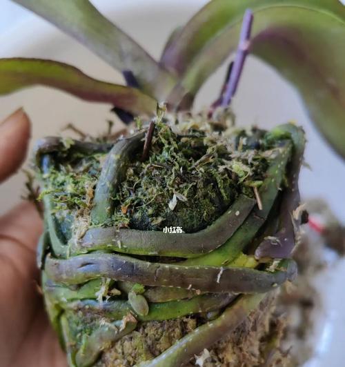 蝴蝶兰花蔫了怎么办？（教你轻松拯救萎靡不振的蝴蝶兰）-第2张图片-绿意生活