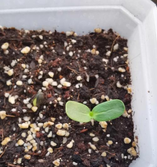 葵花种子发芽时间及注意事项（葵花几天出苗？如何确保葵花种子顺利发芽？）-第2张图片-绿意生活