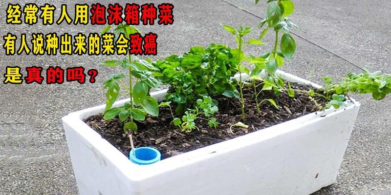 泡沫箱种植秘籍（适合种什么植物？种植步骤详解，让你成为泡沫箱种植专家！）-第2张图片-绿意生活