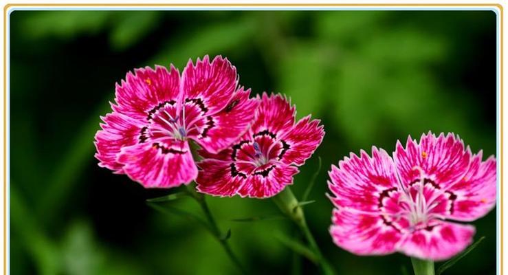 石竹花的毒性与室内养护（了解石竹花是否有毒，怎样在室内养护？）-第3张图片-绿意生活