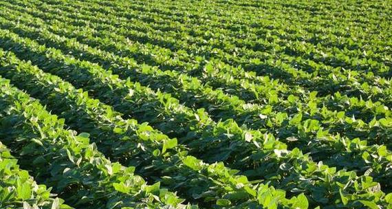 秋黄豆的种植与管理：时间、要点与技巧-第1张图片-绿意生活
