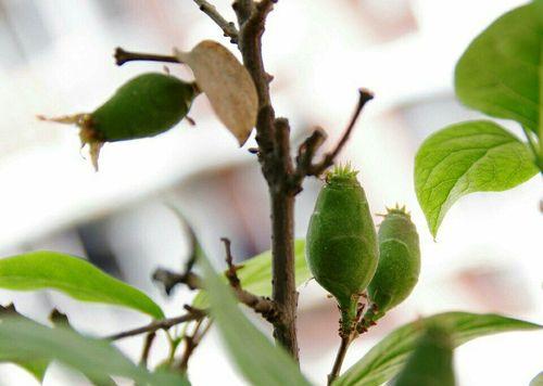 梅花种子的来源与成长（探秘梅花种子的生命密码）-第1张图片-绿意生活
