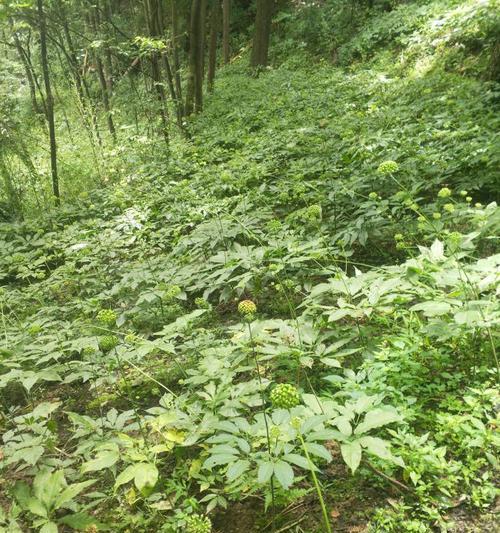 天麻的生长环境条件及特点剖析（探究天麻生长的土壤、气候和水分要求，以及其生长特点与适应性）-第1张图片-绿意生活