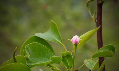 梨树开花结果的时间及关键因素（掌握梨树开花结果的季节，助力果树生产）-第3张图片-绿意生活