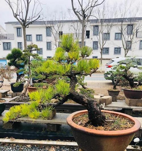 黑松的生长特性与适生环境剖析（探究黑松的生态与林业价值）-第1张图片-绿意生活