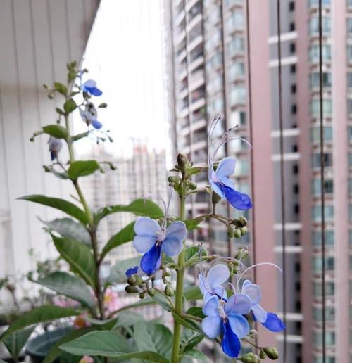 蓝蝴蝶的开花时间和特点（探究蓝蝴蝶的生长周期与生态环境）-第3张图片-绿意生活