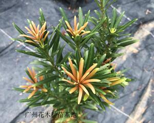 罗汉松开花，惊艳一夏（探秘罗汉松的花朵奇妙之旅）-第3张图片-绿意生活