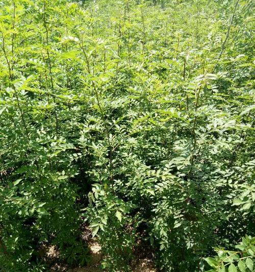 花椒的生长周期及注意事项（了解花椒的生长周期，做好养护工作）-第1张图片-绿意生活