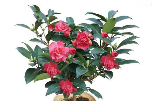 家里可以种山茶花吗？（品种选择、养护要点、病虫害防治）-第2张图片-绿意生活