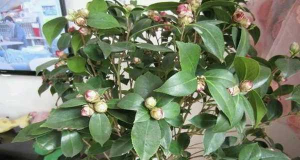 山茶花的家庭养殖方法（了解山茶花的品种和特点，掌握种植技巧，打造花园的绚丽景观）-第3张图片-绿意生活