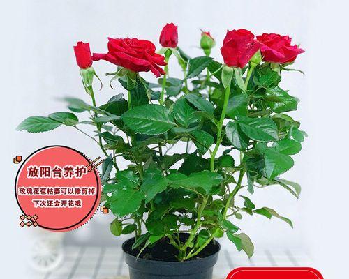 如何选择适合玫瑰盆栽的盆深度（在浅盆和深盆中选择正确的一种，提高玫瑰盆栽的生长质量）-第1张图片-绿意生活