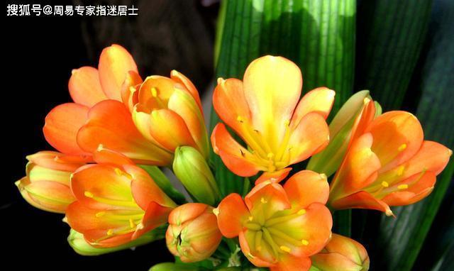 属马人适合养的花卉种类（马年生肖人士从兴趣角度出发，选择合适的花卉）-第2张图片-绿意生活