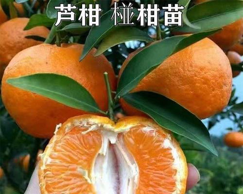 如何正确嫁接桔子树？（时间和方法详解，让你轻松成为果树达人）-第1张图片-绿意生活