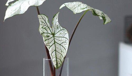 大仙女海芋的养殖全攻略（从选种到管理，教你轻松打造优质海芋园）-第3张图片-绿意生活