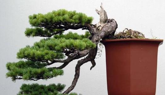 如何正确浇水松树（掌握浇水时间和方法让松树更健康）-第3张图片-绿意生活