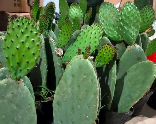 美容店门口的植物主题设计（以清新、美丽为主题，为美容店增添绿色气息）-第2张图片-绿意生活