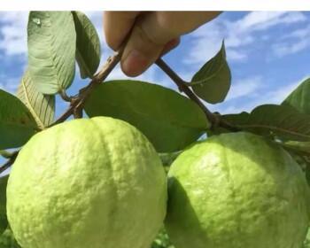 红心番石榴种植条件及适宜地区-第3张图片-绿意生活