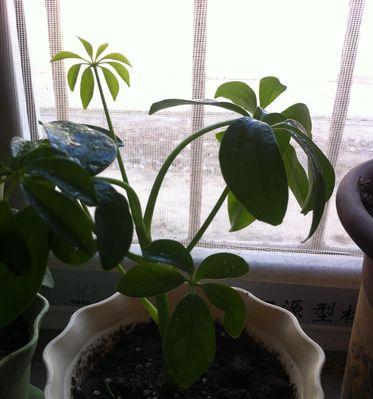 鹅掌柴会开花吗？——探究鹅掌柴的开花预示和生命力（解密鹅掌柴的神秘面纱，探究开花的奥秘与生机）-第3张图片-绿意生活