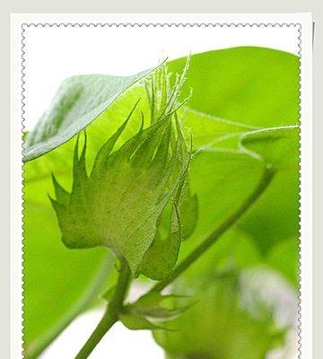 探究棉花的生物分类（揭秘棉花的植物分类、生长特征与生态环境）-第2张图片-绿意生活