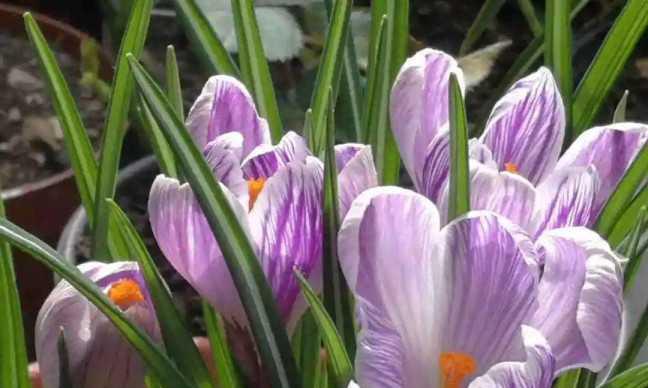 龙虾开花的季节与月份（龙虾花开的奥秘、花期、花语及观赏方法）-第1张图片-绿意生活