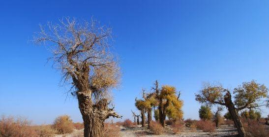 胡杨是国家保护植物（胡杨的生长环境、保护现状、独特价值和重要意义）-第2张图片-绿意生活