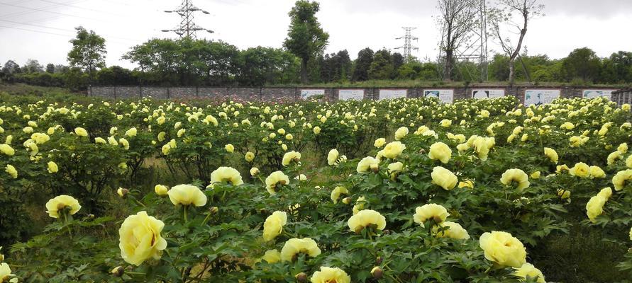 金鱼花（探究金鱼花的外貌和特点）-第1张图片-绿意生活