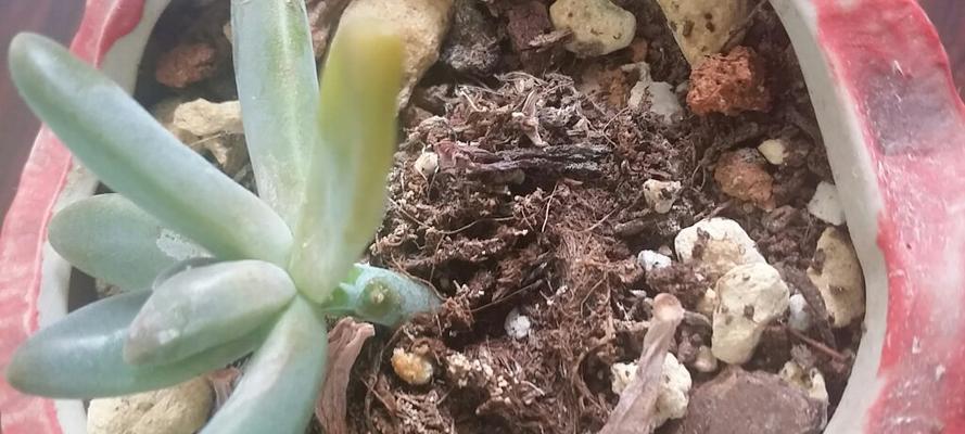 多肉植物叶片发黄问题的原因与处理方法（解决多肉植物叶片发黄问题，让多肉健康成长）-第1张图片-绿意生活