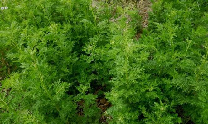 黄花蒿——一种草本植物（黄花蒿的特点、栽培方法与药用价值）-第3张图片-绿意生活