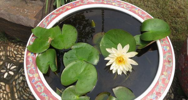 如何种植睡莲种子？（睡莲种子的种植时间和方法）-第2张图片-绿意生活