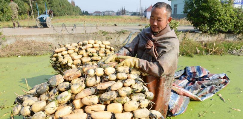 如何种植藕——让你轻松掌握藕的种植技巧（从时间、土壤、种子到水质，全面了解藕的种植要点）-第2张图片-绿意生活