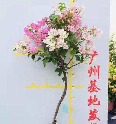 三角梅老桩盆栽的选用与养护（合适的盆器尺寸与养护技巧）-第2张图片-绿意生活