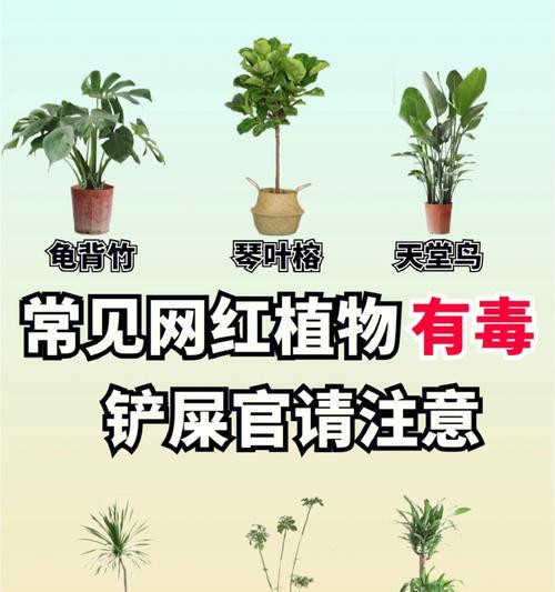 龙须树汁液的危害性（了解龙须树汁液的毒性，做好防护措施）-第3张图片-绿意生活