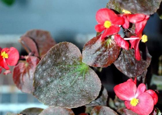 秋海棠花的毒性及室内养护（了解秋海棠花的危险性，享受它的美丽）-第2张图片-绿意生活