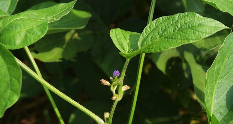 大豆——营养丰富的植物（从生长到食用全面解析大豆）-第3张图片-绿意生活