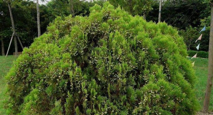 乔木是什么树？——探秘乔木植物的奥秘（乔木的种类、特征、分布与用途）-第1张图片-绿意生活