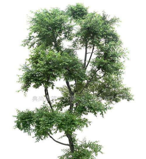 乔木是什么树？——探秘乔木植物的奥秘（乔木的种类、特征、分布与用途）-第2张图片-绿意生活