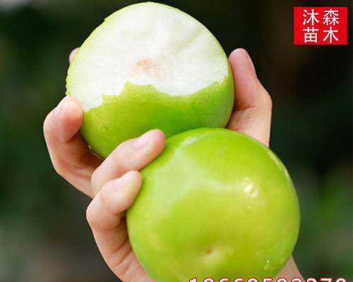 青枣几年结果实的种植技巧（从栽培到收获，实现青枣高产的关键）-第2张图片-绿意生活