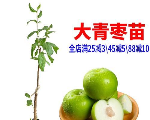 青枣几年结果实的种植技巧（从栽培到收获，实现青枣高产的关键）-第3张图片-绿意生活