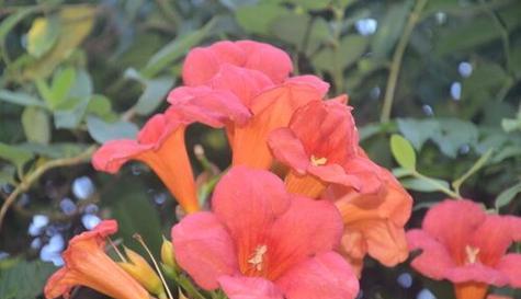 仙人掌家族之颜值担当——凌霄花的盛开色彩（探秘凌霄花的多彩面貌，让你不再局限于“单一颜色花开”）-第3张图片-绿意生活