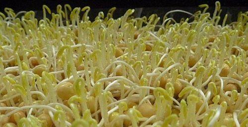 北方绿豆的播种时间（寻找北方绿豆最佳的播种时间）-第3张图片-绿意生活
