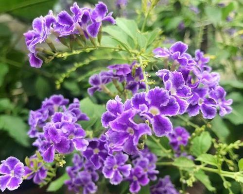 如何修剪蕾丝金露花（花后修剪技巧与注意事项）-第3张图片-绿意生活