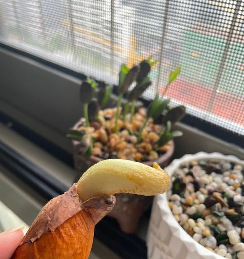榴莲种子发芽周期及影响因素（探究榴莲种子发芽的技巧与方法）-第1张图片-绿意生活