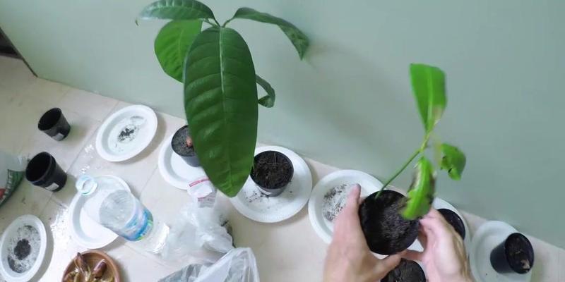 榴莲种子发芽周期及影响因素（探究榴莲种子发芽的技巧与方法）-第3张图片-绿意生活