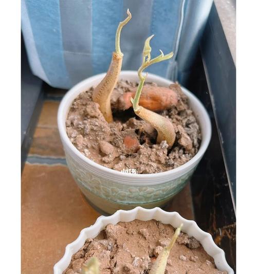 榴莲种子发芽周期及影响因素（探究榴莲种子发芽的技巧与方法）-第2张图片-绿意生活