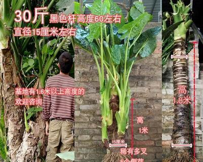 揭秘芋头的根系（探究芋头的根系特征及其对植物生长的影响）-第1张图片-绿意生活