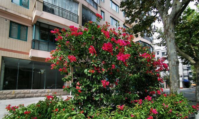让家门口绽放美丽的三角梅（品种选择、栽培技巧、美化环境）-第2张图片-绿意生活