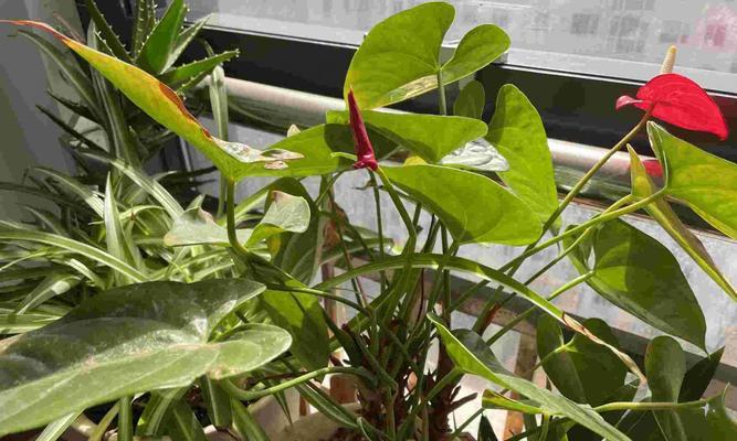 红掌不开花怎么办？（红掌只长叶子的原因和处理方法）-第1张图片-绿意生活