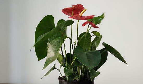 红掌不开花怎么办？（红掌只长叶子的原因和处理方法）-第3张图片-绿意生活